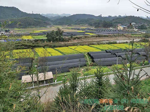 食用菌大棚基地