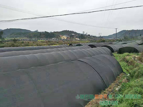 食用菌大棚基地